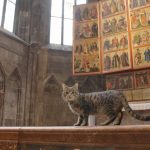 Katze im Stephansdom im Rahmen der Dreharbeiten der DVD St. Stephan und die Tiere