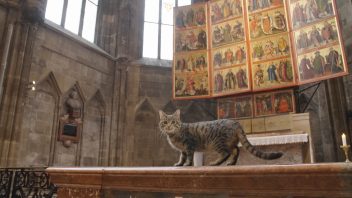 Katze im Stephansdom im Rahmen der Dreharbeiten der DVD St. Stephan und die Tiere