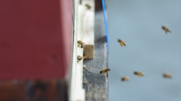 Bienen am Stephansdom im Anflug auf ihren Stock