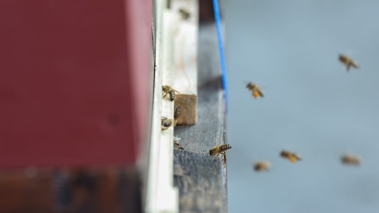 Bienen am Stephansdom im Anflug auf ihren Stock